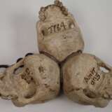 Memento Mori - Foto 4