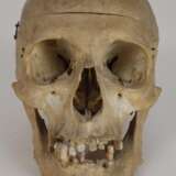 Anatomisches Lehrmodell - Foto 2
