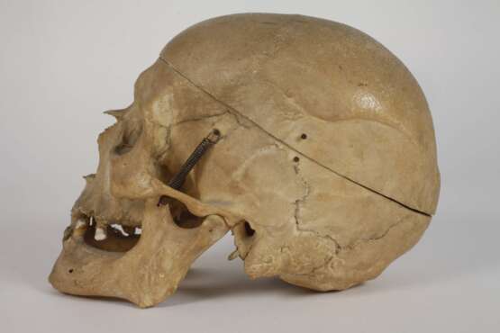Anatomisches Lehrmodell - Foto 3