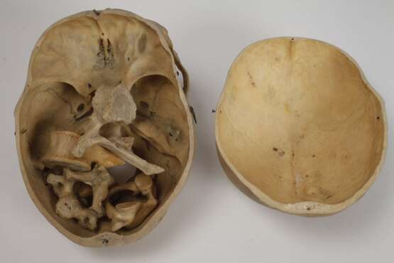 Anatomisches Lehrmodell - Foto 4