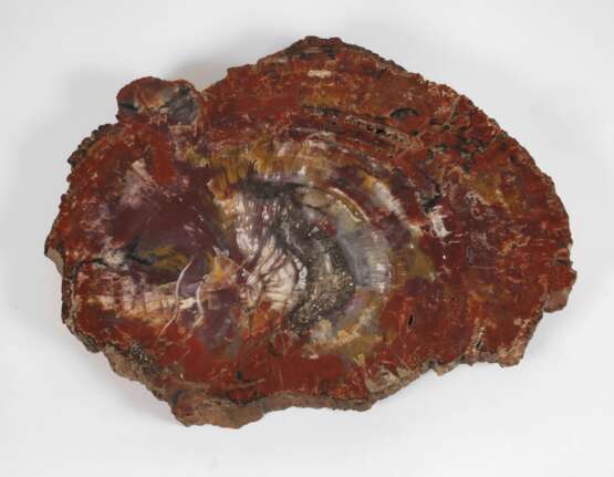 Segment versteinertes Holz - photo 1