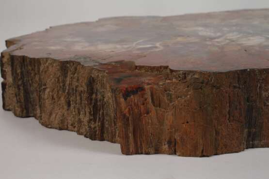 Segment versteinertes Holz - photo 3