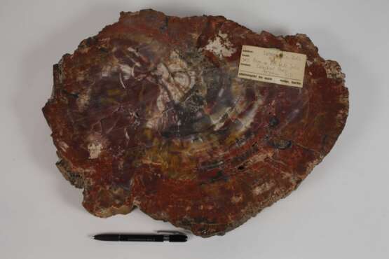 Segment versteinertes Holz - photo 4