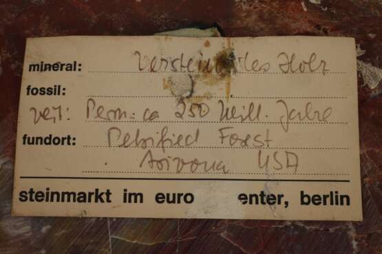 Segment versteinertes Holz - photo 5