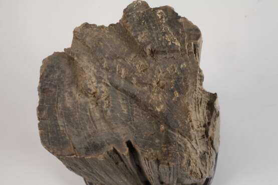 Versteinertes Holz - photo 4