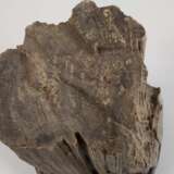 Versteinertes Holz - photo 4