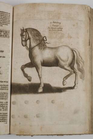 Pferd-Schatz 1688 - photo 5