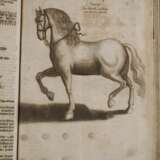 Pferd-Schatz 1688 - photo 5