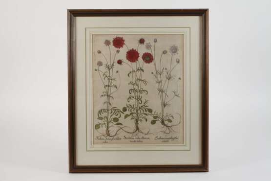 Basilius Besler, Skabiosen aus Hortus Eystettensis - фото 2