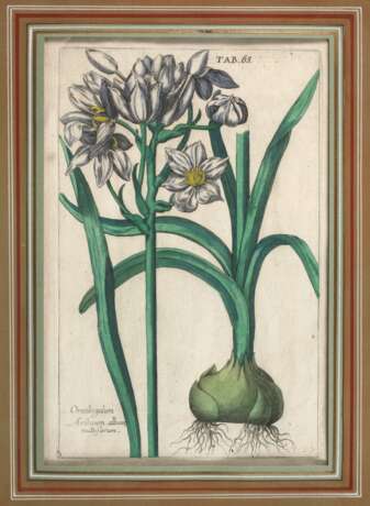 Jan Theodor de Bry, Narzissen - photo 1