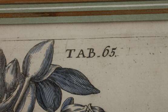 Jan Theodor de Bry, Narzissen - photo 3