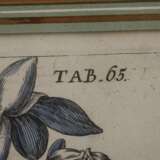 Jan Theodor de Bry, Narzissen - photo 3