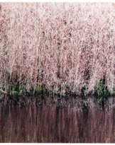 'Wind swayed Reed'