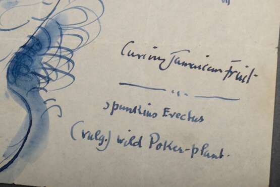 John, Augustus (1878-1961) "Curious Jamaican Fruit/ Spunkius Erectus/ (vulg.) wild Poker-plant", 25,3x20,7cm, Knickspuren, kleine Defekte, als Geschenk an seinen Leibarzt Dr. K.C. Precope in den 1950er Jahren, … - photo 5