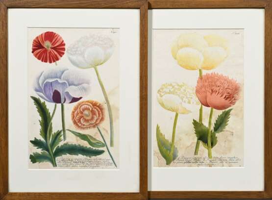 2 Weinmann, Johann Wilhelm (1683-1741) "Papaver sativum..." und "Papaver erraticum...", colorierte Kupferstiche, Tafeln 791 und 795, aus: "Phytanthoza Iconographia", 34/33,5x22cm (m.R. 48,4x… - Foto 1