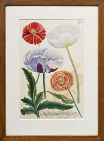 2 Weinmann, Johann Wilhelm (1683-1741) "Papaver sativum..." und "Papaver erraticum...", colorierte Kupferstiche, Tafeln 791 und 795, aus: "Phytanthoza Iconographia", 34/33,5x22cm (m.R. 48,4x… - Foto 2