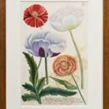 2 Weinmann, Johann Wilhelm (1683-1741) "Papaver sativum..." und "Papaver erraticum...", colorierte Kupferstiche, Tafeln 791 und 795, aus: "Phytanthoza Iconographia", 34/33,5x22cm (m.R. 48,4x… - Foto 2