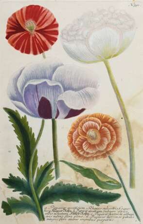 2 Weinmann, Johann Wilhelm (1683-1741) "Papaver sativum..." und "Papaver erraticum...", colorierte Kupferstiche, Tafeln 791 und 795, aus: "Phytanthoza Iconographia", 34/33,5x22cm (m.R. 48,4x… - Foto 3
