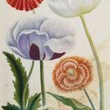2 Weinmann, Johann Wilhelm (1683-1741) "Papaver sativum..." und "Papaver erraticum...", colorierte Kupferstiche, Tafeln 791 und 795, aus: "Phytanthoza Iconographia", 34/33,5x22cm (m.R. 48,4x… - Foto 3