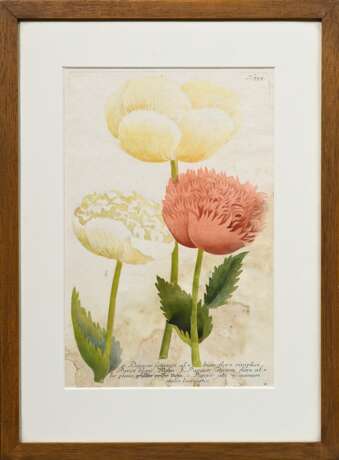 2 Weinmann, Johann Wilhelm (1683-1741) "Papaver sativum..." und "Papaver erraticum...", colorierte Kupferstiche, Tafeln 791 und 795, aus: "Phytanthoza Iconographia", 34/33,5x22cm (m.R. 48,4x… - Foto 5