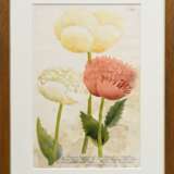 2 Weinmann, Johann Wilhelm (1683-1741) "Papaver sativum..." und "Papaver erraticum...", colorierte Kupferstiche, Tafeln 791 und 795, aus: "Phytanthoza Iconographia", 34/33,5x22cm (m.R. 48,4x… - Foto 5