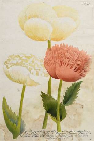 2 Weinmann, Johann Wilhelm (1683-1741) "Papaver sativum..." und "Papaver erraticum...", colorierte Kupferstiche, Tafeln 791 und 795, aus: "Phytanthoza Iconographia", 34/33,5x22cm (m.R. 48,4x… - Foto 6