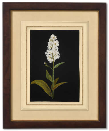 MARY DELANY, NÉE GRANVILLE (ENGLISH 1700-1788) - фото 1