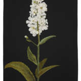 MARY DELANY, NÉE GRANVILLE (ENGLISH 1700-1788) - фото 2