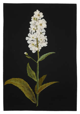 MARY DELANY, NÉE GRANVILLE (ENGLISH 1700-1788) - фото 2