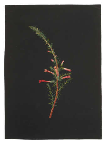 MARY DELANY, NÉE GRANVILLE (ENGLISH 1700-1788) - фото 2