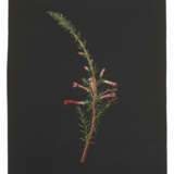 MARY DELANY, NÉE GRANVILLE (ENGLISH 1700-1788) - фото 2