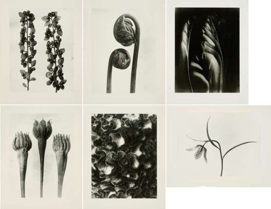 Karl Blossfeldt. Pflanzenformen II - photo 1