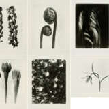 Karl Blossfeldt. Pflanzenformen II - photo 1