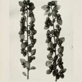 Karl Blossfeldt. Pflanzenformen II - photo 2