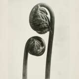 Karl Blossfeldt. Pflanzenformen II - photo 3