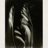 Karl Blossfeldt. Pflanzenformen II - photo 4