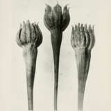 Karl Blossfeldt. Pflanzenformen II - photo 5