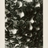 Karl Blossfeldt. Pflanzenformen II - photo 6