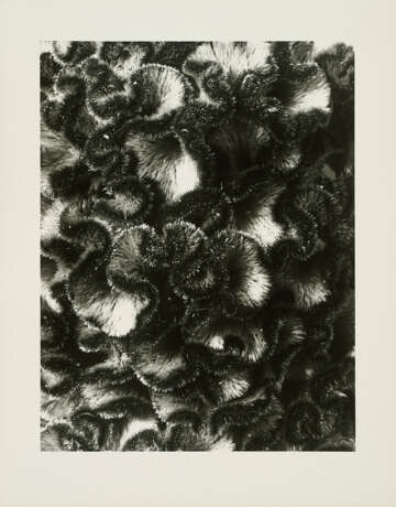 Karl Blossfeldt. Pflanzenformen II - photo 6