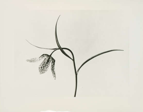 Karl Blossfeldt. Pflanzenformen II - photo 7