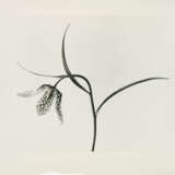 Karl Blossfeldt. Pflanzenformen II - photo 7