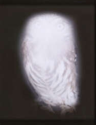 Anna Vogel. Smiling Barn Owl III