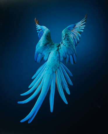 Tim Flach. Spix's Macaw - Rearview - Unextinct - Foto 1