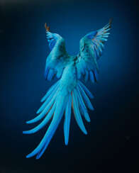 Tim Flach. Spix's Macaw - Rearview - Unextinct
