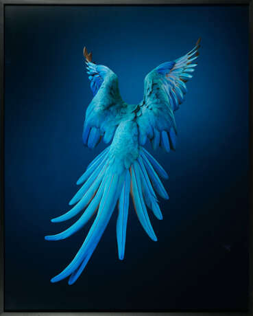 Tim Flach. Spix's Macaw - Rearview - Unextinct - Foto 2
