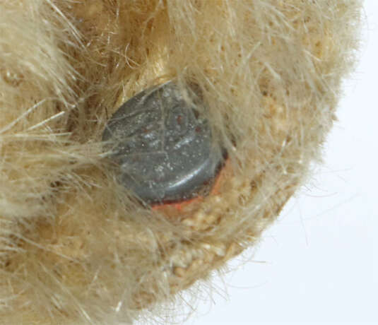 Teddy Bär Steiff, hellbraun/blond, gegliedert, sch… - photo 3