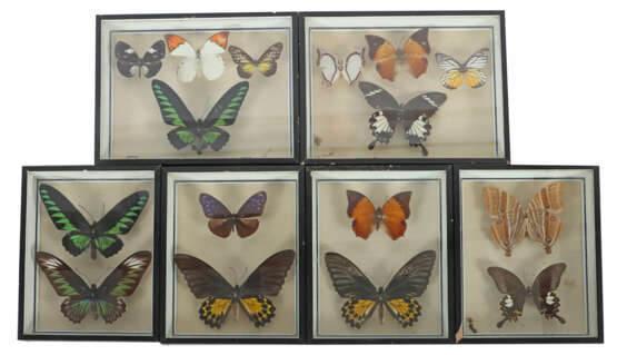 6 Dioramen mit Schmetterlingen Sammlung variierend… - photo 1
