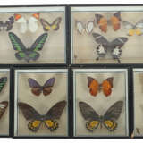 6 Dioramen mit Schmetterlingen Sammlung variierend… - photo 1