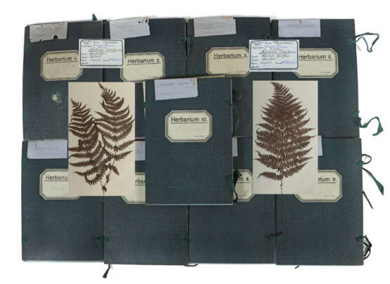 Umfangreiches Herbarium mit ca. 311 gesammelten un… - photo 1