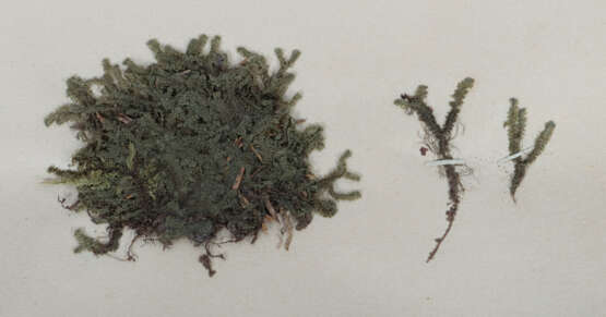 Umfangreiches Herbarium mit ca. 311 gesammelten un… - photo 4